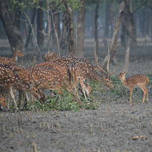 Sundarban Tour Kochikhali 2night 3day  Khulna  Sundarban  Khulna