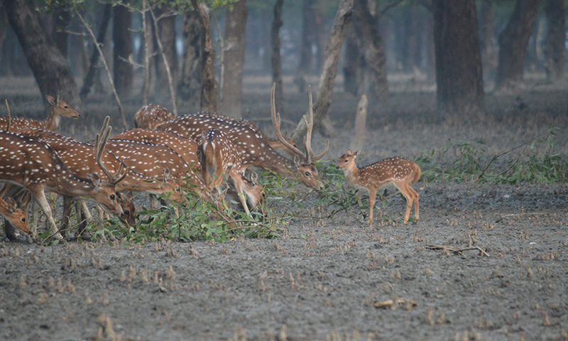 Sundarban Tour Kochikhali 2night 3day Khulna Sundarban Khulna