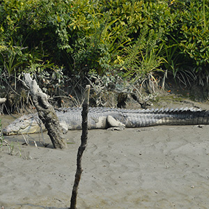 Sundarban Tour Hironpoint koccikhali 3night 4day  Khulna Sundarban  Khulna